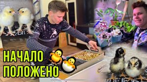 ПЕРВАЯ ИНКУБАЦИЯ 2024 ЗИМНИЕ СЮРПРИЗЫ ОТ КУРОЧЕК | Мускусные утки | КроликиПОСАДИЛ ЗИМНИЙ ОГОРОД