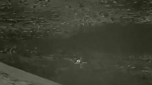 Ночная охота на волка. Видео от друзей