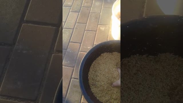 Повышаем яйценоскость кур