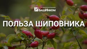 О пользе шиповника