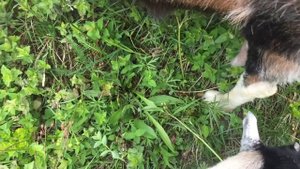 Комолый с рожками козел? Вид комолости с рожками.