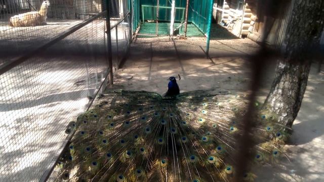 ПАВЛИН хвост павлина Медведевский зоопарк peacock love triangle смотреть онлайн