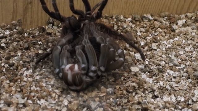 Incredible footage of a GOLIATH BIRDEATER tarantula Molting it's skin (Hyperlapse) смотреть онлайн