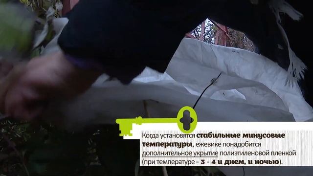 ПОДГОТОВКА ЕЖЕВИКИ К ЗИМЕ. Материалы и сроки для укрытия