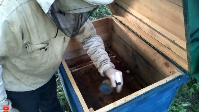 Объединение двух (трех) роёв это просто!!! смотреть онлайн