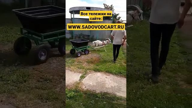 #сад #дача #тележка #animals #goat #цветы #gardener #garden #cart #beauty #москва #shorts #auto