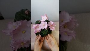 Фиалка стандартная РМ - Принцесса Турандот. Обзор.