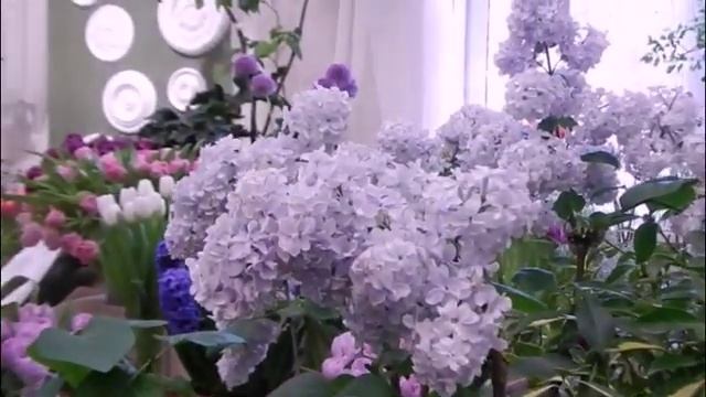 Выставка тюльпанов и сирени в Санкт-Петербурге.Exhibition of tulips and lilacs in St. Petersburg. смотреть онлайн