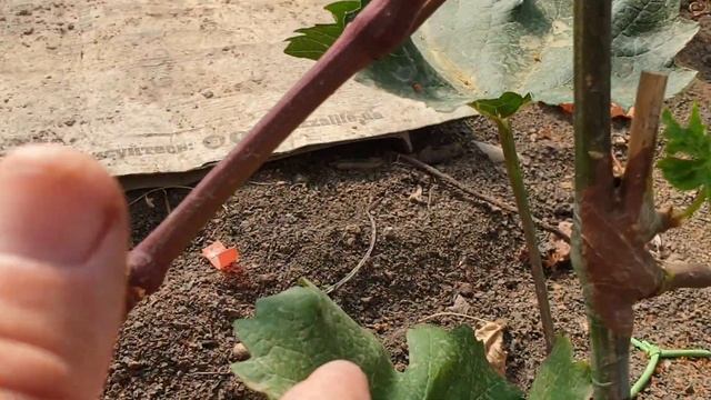 прививки винограда в одревесневший рукав и зелёный побег! смотреть онлайн