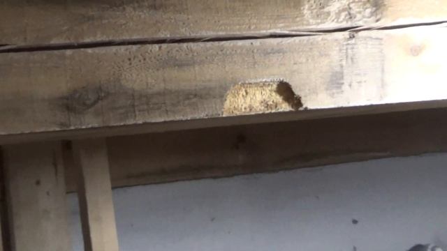 Почему не было птенцов у канареек. Обнаружил причину. смотреть онлайн