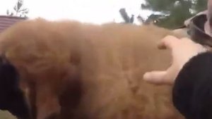 Тибетский мастифа можно купить в Москве