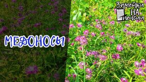Цветущие медоносы 29 июня 2024 в Нижегородской области #пчёлы #природа #медоносы #мёд