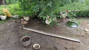 в деревне голодным не будешь