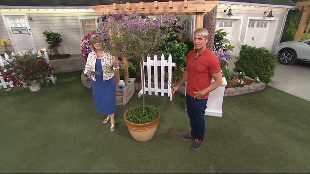 Cottage Farms Red Pixie Lilac Patio Tree on QVC смотреть онлайн