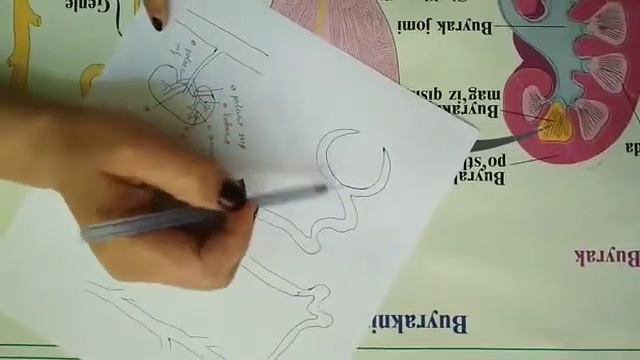 Почка