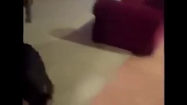 Реакция собаки на поездку на дачу. Счастливее собаки я не видел. смотреть онлайн