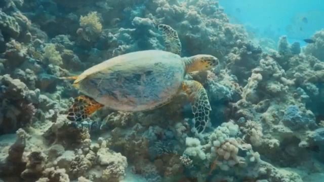 Опять про цены на солярку смотреть онлайн