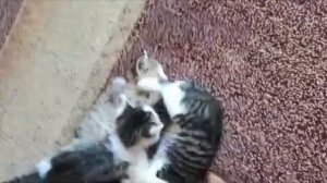 МАЛЕНЬКИЕ КОТЯТА??