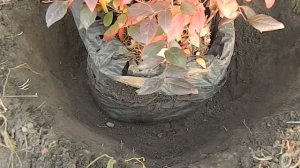 Спасаем Голубику после Бюджетной посадки
