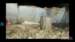 Опилки просядут в стенах, и будет сифонить? Разрушаем миф.