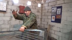 Клетки для кроликов от А до Я