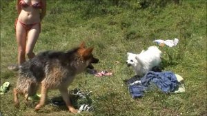 Бесстрашная Дейзи.Japanese Spitz in Russia. fearless Daisy