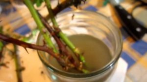 Как сохранить черенки роз зимой на подоконнике? Пересадка.