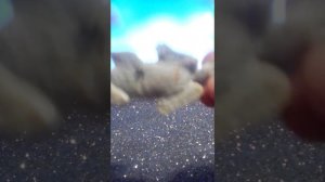 моя коллекция фигурок кошек 😸😸😸