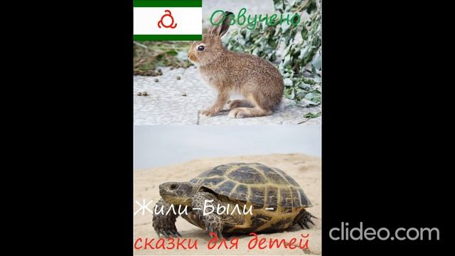 Заяц и черепаха (ингушская притча)IПхьагал а лоабат (гӀалгӀай кIа)
