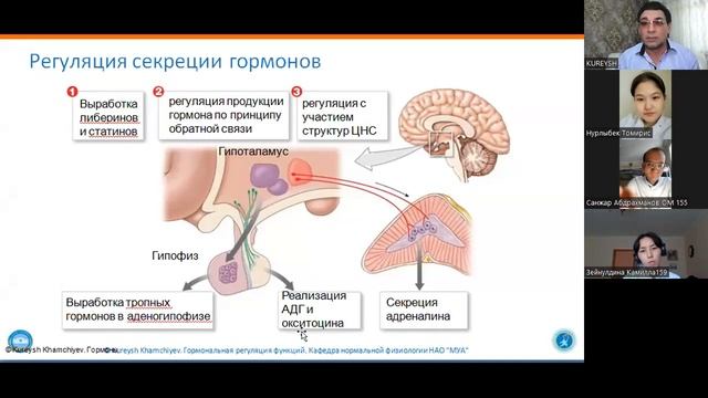 Гормональная регуляция функций смотреть онлайн