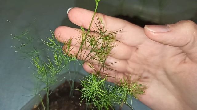 Спаржа. Выращивание из семян. 2 этап - уход за рассадой.