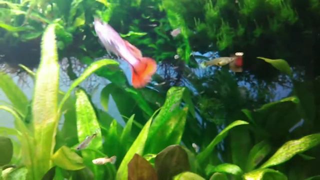 Гуппи. Цветной мир смотреть онлайн