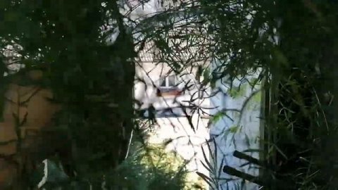 КОМНАТНЫЕ РАСТЕНИЯ /КУПАЮ РАСТЕНИЯ#влог #цветы #мотивация #комнатныерастения #