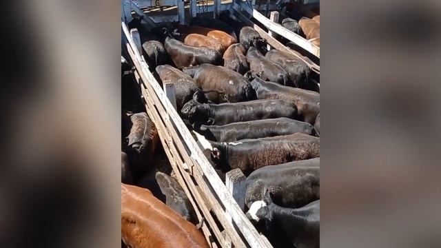 Бычки Абердин Ангус. Продажа Элитного Чистокровного Скота. смотреть онлайн