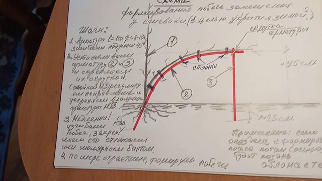 вовремя формируем побег-стебель замещения ежевики к зиме. смотреть онлайн