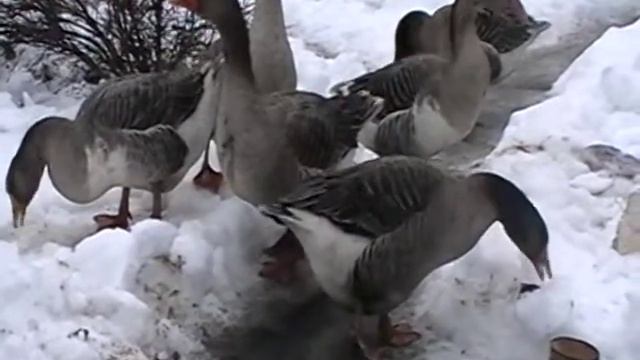 копчение гуся
