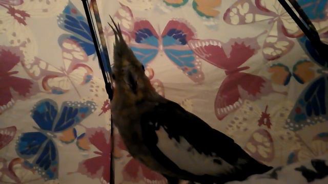 Попугай сидит на ноге смотреть онлайн