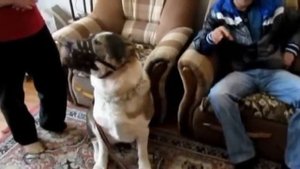 Бабушка и алабай