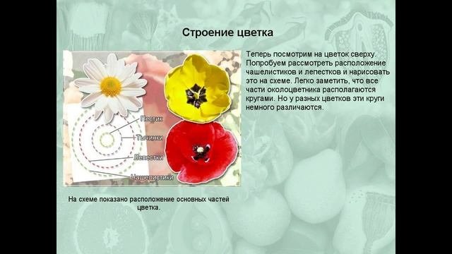 Цветки и соцветия
