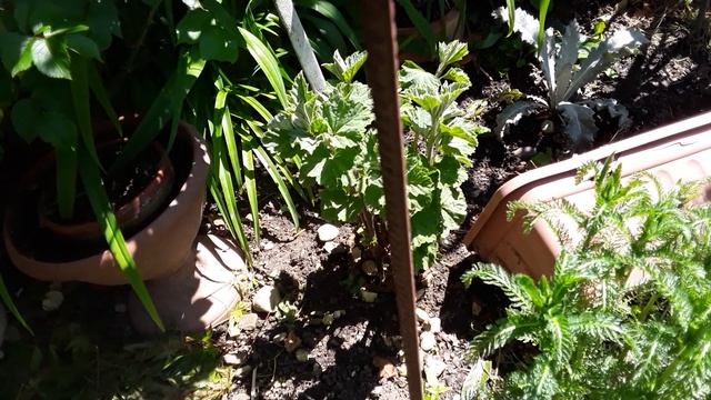 Девясил, окопник, просвирник, мокрица ( звездчатка), тысячелистник и коровяк в саду смотреть онлайн