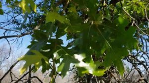 Redbud Virtual Hikes - Daugherty Hill - Yuba County