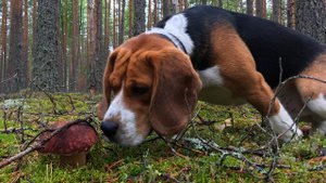 БОРОВЫЕ БЕЛЫЕ ГРИБЫ И ПОДОСИНОВИКИ ОСЕНЬЮ! НАБРАЛ ПОЛНЫЙ КОРОБ ГРИБОВ!