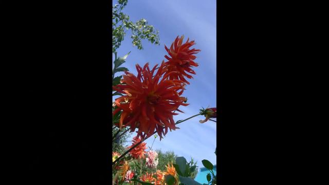 Георгины смотреть онлайн