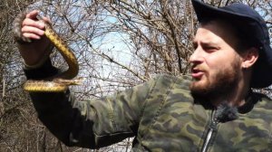 Три вида полозов Николаевской области Каспийский, Сарматский и Лесной / На видео Сарматский полоз