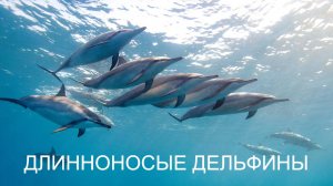 ДЛИННОНОСЫЕ ДЕЛЬФИНЫ / 2016 / Spinner Dolphins