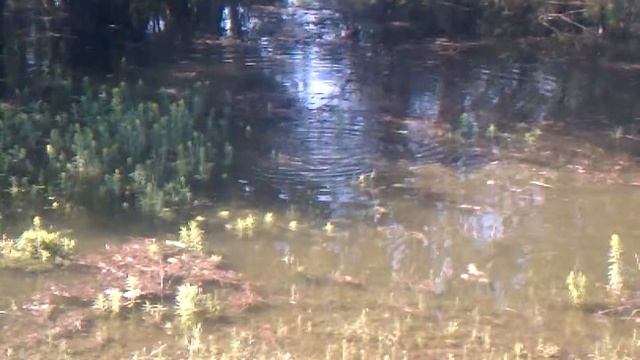 НЕРЕСТ КАРПА ОГРОМНЫЕ КАРПЫ ТРУТСЯ В РАЗЛИВАХ ПРИДНЕСТРОВЬЯ смотреть онлайн