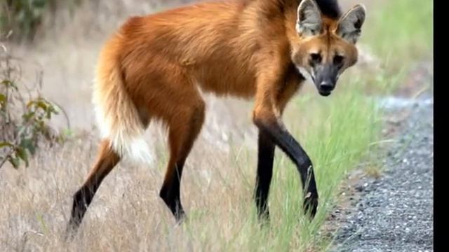 Наши чудесные соседи на планете Земля смотреть онлайн