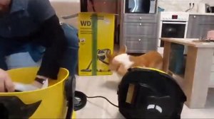 Пылесос KARCHER WD 5 P