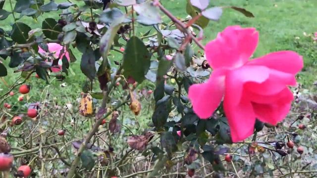 Vlog #6 Маленький город Модена. Тут жил Енцо Феррари! смотреть онлайн