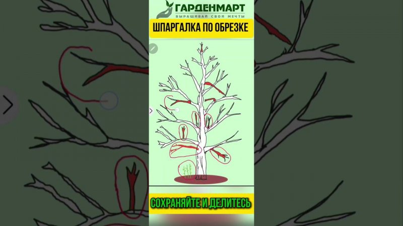 Как правильно обрезать деревья? Шпаргалка по обрезке деревьев #советысадоводам #обрезкадеревьев